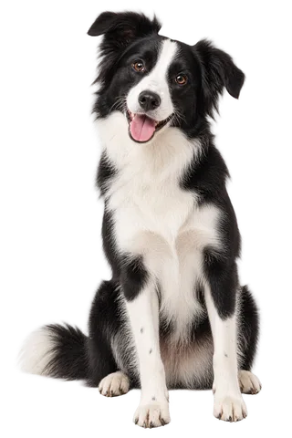 Dog shop